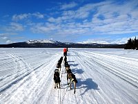 Dog sledding on lake