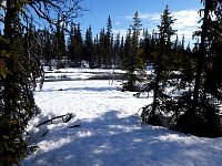 Open river in forest