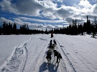 Wide trail near forest