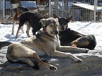 Dogs in kennel