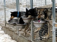 Dogs feeding