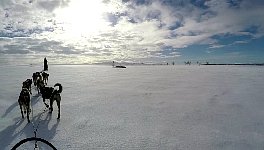 Dog sledding on mountain plateau