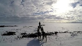 Dog sledding over exposed soil