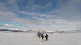 Dog sledding on mountain plateau