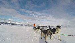 Dog sled with Constanze approaching