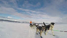 Dog sled with Constanze approaching