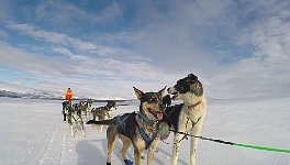 Dog sled with Constanze stopped next to me