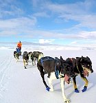 Dog sled with Constanze approaching