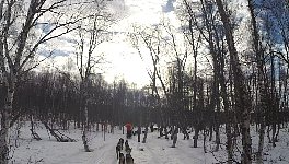 Dog sledding in forest