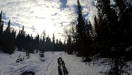 Dog sledding in forest