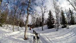 Dog sledding in forest
