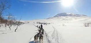 Dogsledding in Padjelanta National Park on a sunny day