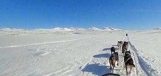 Dogsledding in Padjelanta National Park on a sunny day