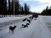 Dogs on rest stop