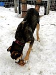 Dog eating a pig ear