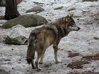 Wolf at Jaervzoo