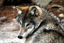 Wolves at Jaervzoo