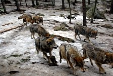 Wolf at Jaervzoo