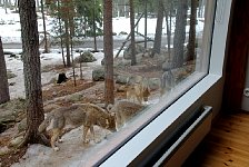 Wolves at the window
