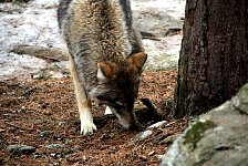 Wolf at Jaervzoo