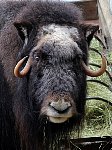 Musk ox