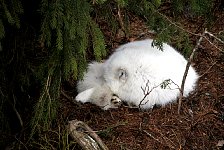 Arctic fox