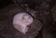 Arctic fox at night