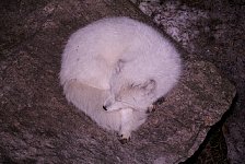 Arctic fox at night