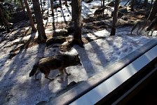 Wolves at the window
