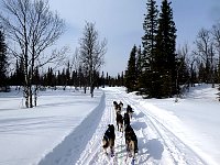 Nice wide trail for dogsledding
