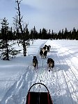 Nice wide trail for dogsledding