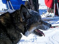 Fergus after some rolling in the snow