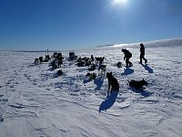 Dogs at rest