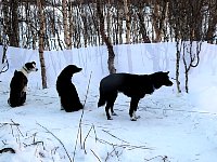 Dogs protected by windscreen