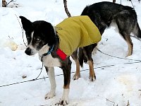 Gronk wearing jacket