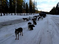 Dogs on rest stop