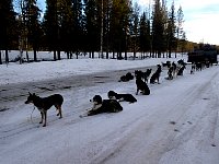 Dogs on rest stop