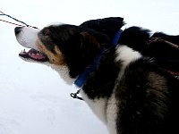 Albus beside my sled