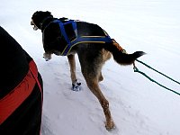 Neon beside my sled