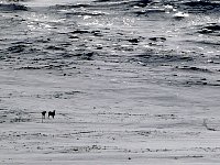 Moose near Staloluokta