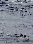 Moose near Staloluokta