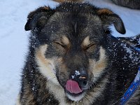 Harry licking off snowflakes