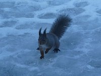 Squirrel outside house