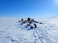 Dogs at rest