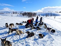 Dogs at rest