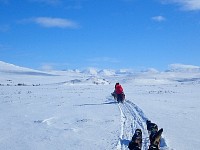 Dogsledding in Padjelanta National Park on a sunny day