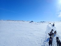 Dogsledding in Padjelanta National Park on a sunny day