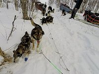 Dogs in position at Baeverholmen