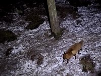 Red fox at night