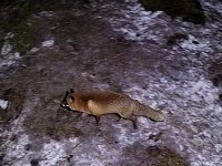 Red fox at night